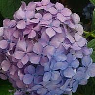 赤紫と青紫が混じるアジサイの花（7月11日）