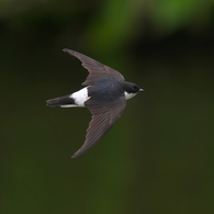 嘲笑うかのようにビュンビュン行きます!!　イワツバメ