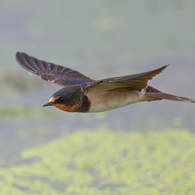 雨模様の一日は、低空飛行?!　ツバメ