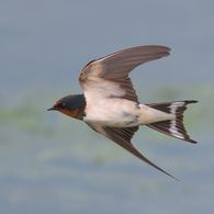 雨模様の一日は、低空飛行?!　ツバメ