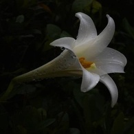 白のしらべ