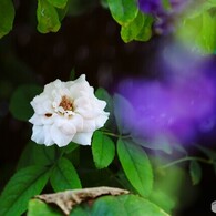 暑い日の薔薇