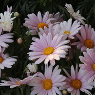 鷹揚な花