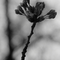 桜2009