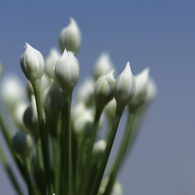 秋華　３