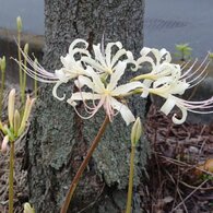 街路樹の根元の白いヒガンバナ（9月25日）