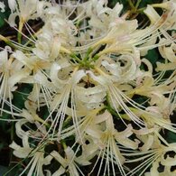 雨に濡れた白いヒガンバナの群れ（10月1日）