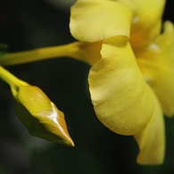 アリアケカズラ