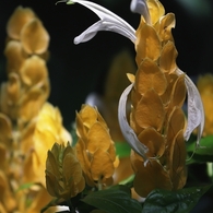 パキスタキス・ルテア