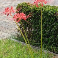 歩道近くの芝生のヒガンバナ（9月29日）