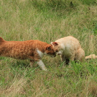 公園猫23