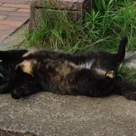 公園猫25