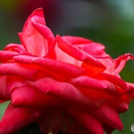 秋の旧古川庭園～ⅰ