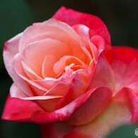 秋の旧古川庭園～ⅱ