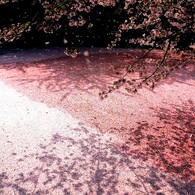 Pink, Shadow, Drops