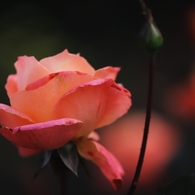 マジョレット　３