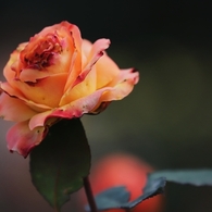 マジョレット　４