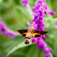 アメジストセージとホシホウジャク