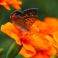 オレンジ色と紅