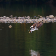 ダーウィンポーズ!!　ミサゴ