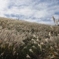 箱根仙石原　３