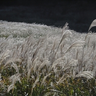 箱根仙石原　５