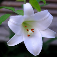 聖母マリアの花