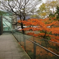 ポーラ美術館の紅葉　１