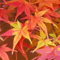 秋の里山で5(紅葉2)