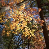 頭上にキラキラ紅葉