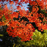 頭上にキラキラ紅葉