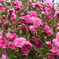 秋の里山で9(山茶花2)