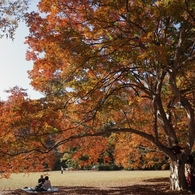 公園の紅葉　５