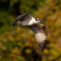 秋色に染めて 魚鷹