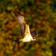 秋色に染めて 魚鷹 