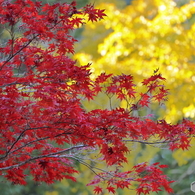 紅葉と銀杏と
