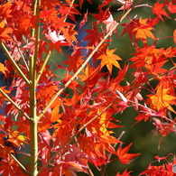 すだれ紅葉のような