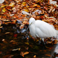 叶わぬ想いに身を焦がし