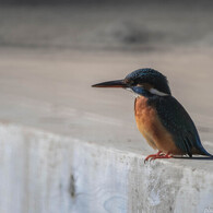 150mmの差は大きい？