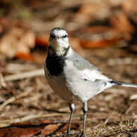 こんな感じでどう？