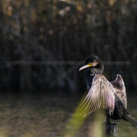 またひとつ年を取るのか