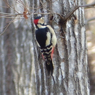 冬の里山で3(アカゲラ)