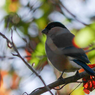 ウソかマコトか