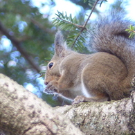 冬の里山で4(リス2)