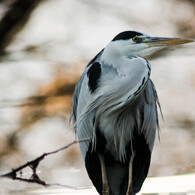 水面に映る頭文字”Ｓ”