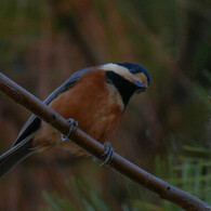 なぁ～んでかな
