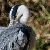 かゆいところに届くのか