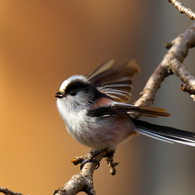 可愛さは、負けません!!　エナガ