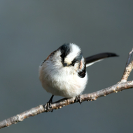 可愛さは、負けません!!　エナガ