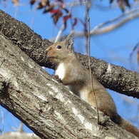 冬の里山で8(リス6)  